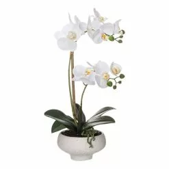 Rogue Butterfly Orchid In Stone Bowl 46 Cm White