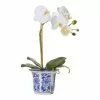 Rogue Butterfly Orchid In ChInoiserie Pot