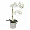 Rogue Butterfly Orchid In Ceramic Pot