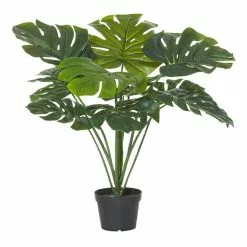Rogue Monstera Plant In Garden Pot