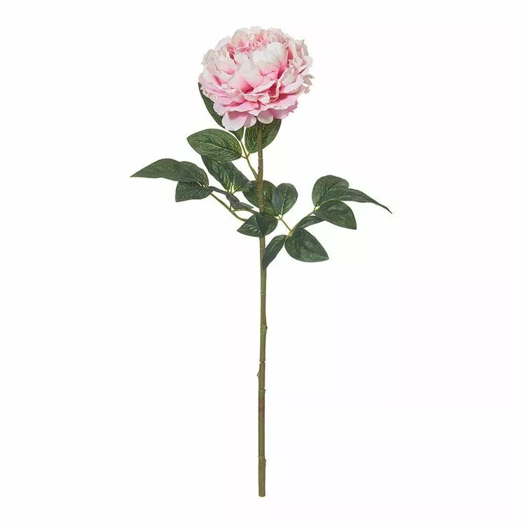 Rogue Peony Stem Pink 3 Rogue Peony Stem Pink