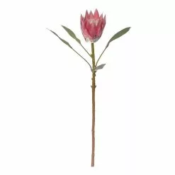 Rogue King Protea Stem Pink