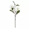 Rogue Chinese Magnolia Spray White 25 X15 X 51cm