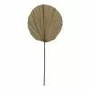Rogue Dried Cut Fan Palm Stem Natural 30 X 1 X 73 Cm -Bed Linen store SP 632475