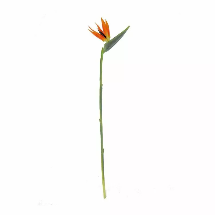 Rogue Bird Of Paradise Stem Orange 25 X 10 X 100 Cm 3 Rogue Bird Of Paradise Stem Orange 25 X 10 X 100 Cm