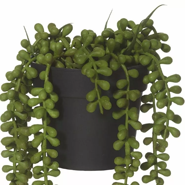 Rogue String Of Pearls Pot 14x23cm 3 Rogue String Of Pearls Pot 14x23cm