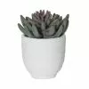 Rogue Spikey Echeveria Orson Pot