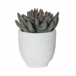 Rogue Spikey Echeveria Orson Pot