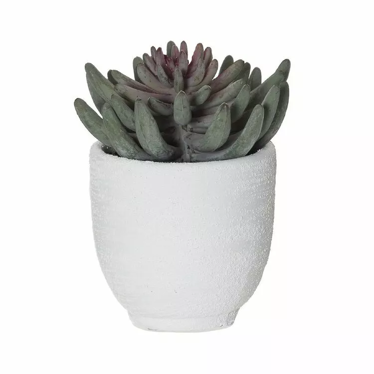 Rogue Spikey Echeveria Orson Pot 3 Rogue Spikey Echeveria Orson Pot