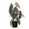 Rogue Spotted Begonia Plant Pot 50cm