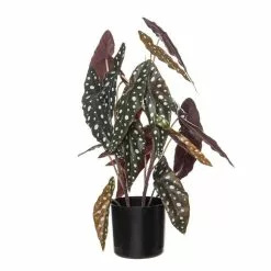 Rogue Spotted Begonia Plant Pot 50cm