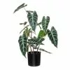 Rogue Alocasia Plant Pot