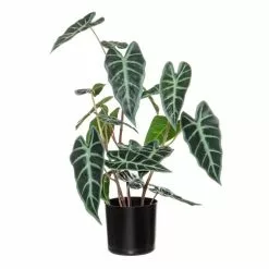 Rogue Alocasia Plant Pot