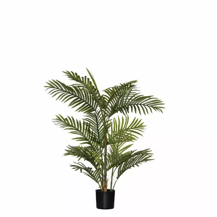 Rogue Cane Palm 80x60x90cm 3 Rogue Cane Palm 80x60x90cm