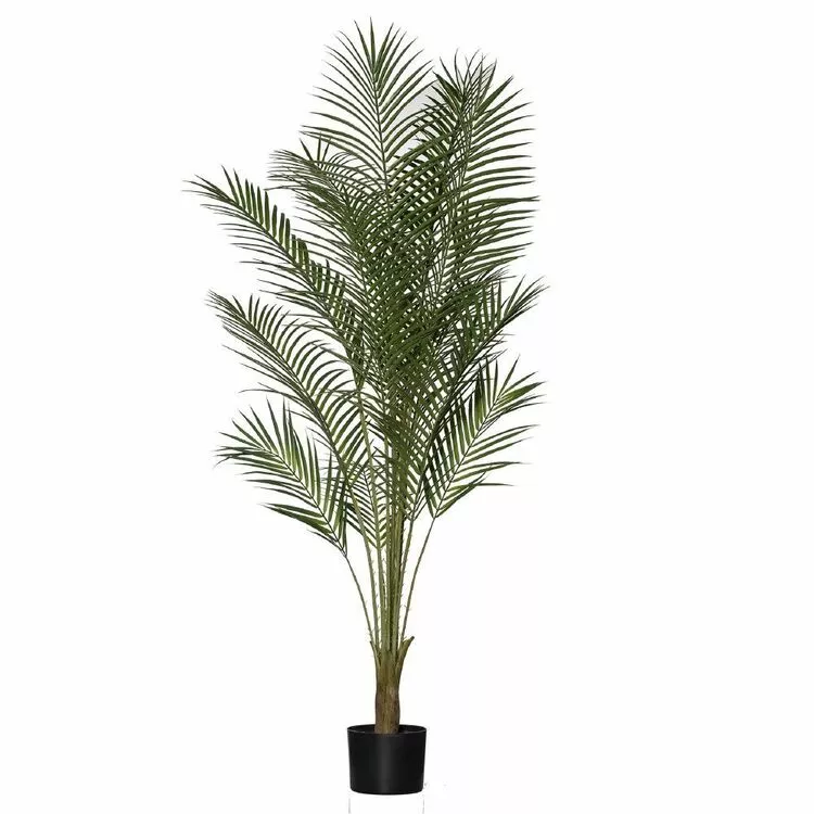 Rogue Areca Palm 150cm 3 Rogue Areca Palm 150cm